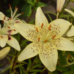 53080818624_f763db256f_bd17f667d04ac5ca2