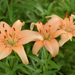 53850293315_233e9a716b_b23fa1bba04e22e301