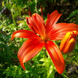 51303551315_9aed9c8cb2_b03f310baa321ee4d