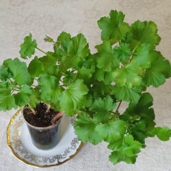 pelar-febcbe9ffdee13157bc