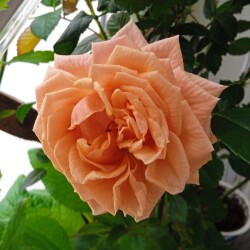 Opal-Victory-13-feb4313da71e421c923