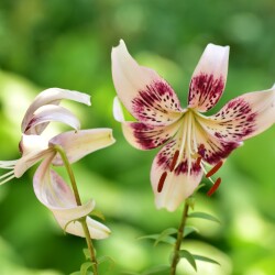 _PN4_3SlAC78LfgWf4uT9iuBYWdh0C4Z97Z7dyjDbJIWL9T_pKPbvVlf6yego-5tLPk1c0ujNDpsGzRwUZCRTTxk5d0522db57cdbc55