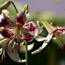 taB2utqMh2qxHpGf76S6zDiDw_9Z-5w6M55hNZzrHmibbdCEDrZ1FCez3EZRFo8bjlI3s2VgdiRdOOUFwZ7kOLOY208ce40b0a5665145