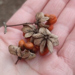 BERESKLIMG_20250211_11243158a093ce2806e801