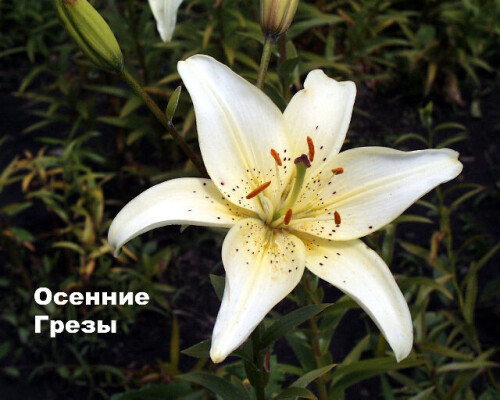 Осенние Грезы	
ВНИИС им. И.В. Мичурина. Высота генеративных побегов около 1 м. Листья узколанцетные, 11-14 см длиной и 1,3-1,5 см шириной. Цветки (до 21 шт.) направлены вверх. Соцветие коротко-пирамидальное, плотное, часто сложное. Околоцветник звездчатый, светло-желтый с более светлыми, узкими верхушками листочков околоцветника и немногочисленным бордовым крапом в оранжеватом центре, 13-14 см в диаметре. Пыльца оранжевая. Нектарники закрытые. Цветет с третьей декады июля. Сорт бульбоносный, бульбы обильные.
Описание Сорокопудовой О.А.
(Hits: 9445) 
фото ВНИИС им.Мичурина