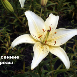 osgr_5d629c17b55a3bf1