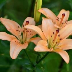 51627983915_197eecf532_b25cf87cf889011c3d