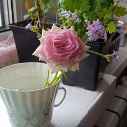 gelato-20-f7026852c4ef51c7a