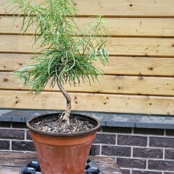 PSEVDOLYRIKS7b5b0e82c8c75872