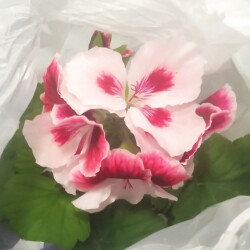 white-pelar-22-feb27f01bfee51f9080