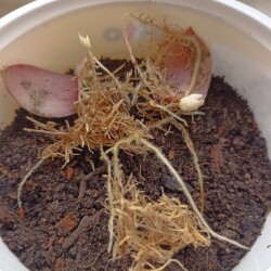 IMG_20251221_1420080073fa21add591a2