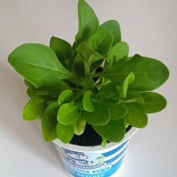 PETUN-27-FEVefa56f8012868c19