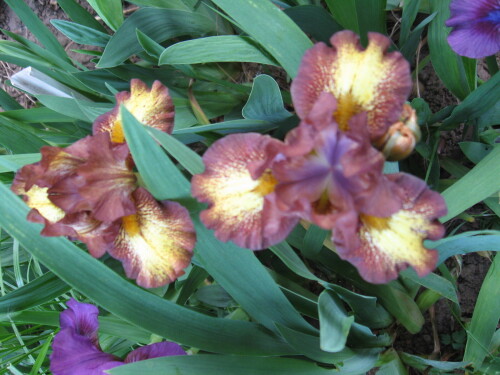 IRIS-KARLIK-Ringer-KORICNEVO-ZELTYI-1ea4dc09d151ccb0d.jpg