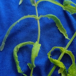 verb-31-mar5b52317d34aace5d