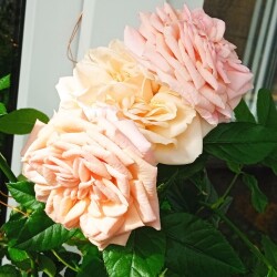 Opal-3-apr6ad277ef98b9746b