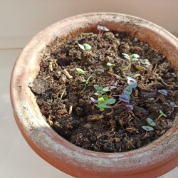 IMG_20260404_0913296133b6d510d264d4