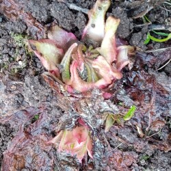 primula-356e78a125cca1f91