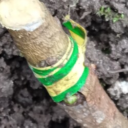 bud-2bafad3156afd0779