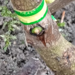 buds-1a94f28dccd48042b