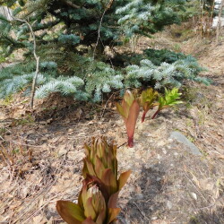 DSCN28925156cac731398bd4