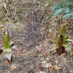 DSCN29151c9f68a12e8107ee