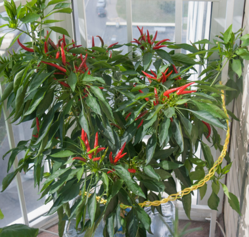 изображение 2026 04 15 201750087