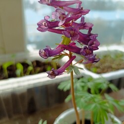 IMG_20260417_19040163dab0c2d4f99478