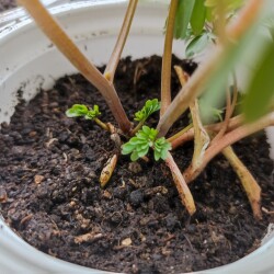 IMG_20260420_1029196bf52fed9c422ffa