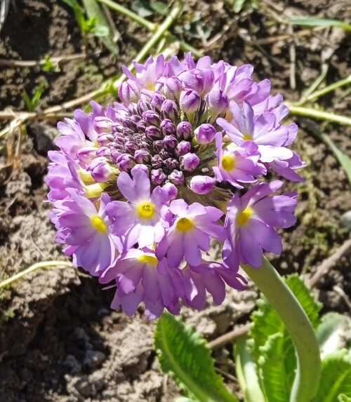 prim-lilac-3-3-m3e9bfa0fd0d1619c.jpg