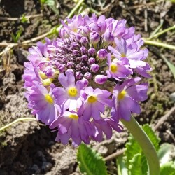 prim-lilac-3-3-m3e9bfa0fd0d1619c