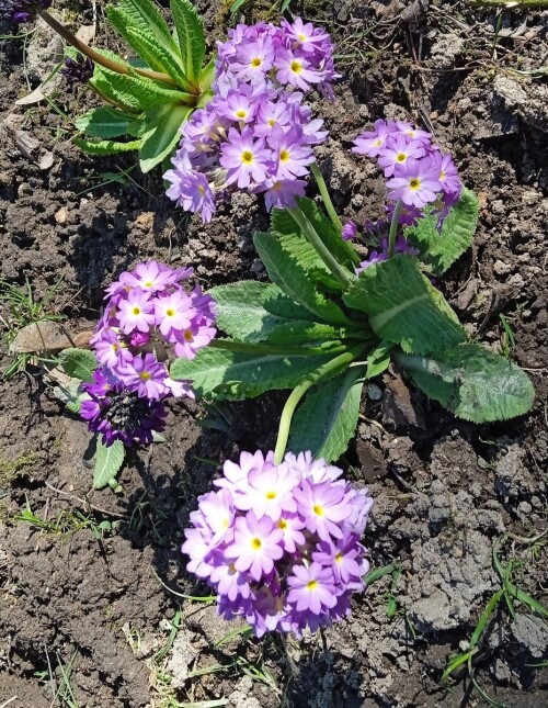 prim-lilac-d-3-mc2d8abbc4dde034e.jpg
