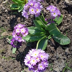 prim-lilac-d-3-mc2d8abbc4dde034e