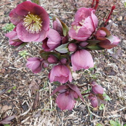 DSCN316517c72dbb46800a3d