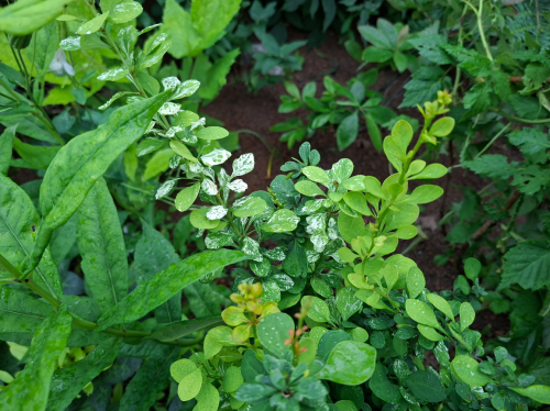 SSOROLPRLA6c3654de9810bca3.png