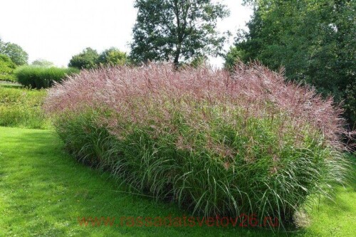 miscanthus_sinensis_puenktchen_053b81e296e99fc83.jpg