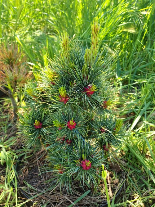 pinus_cembra_Stricta16aa4017779b414a2.jpg