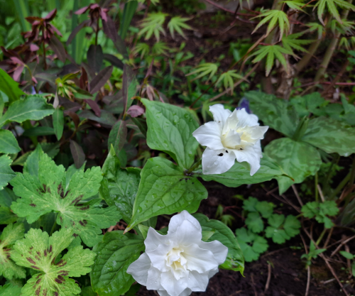 TRILLIUMdf95d95e9341260b.png