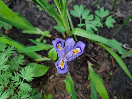 NEROPNROLb917a6508d145aa5.png