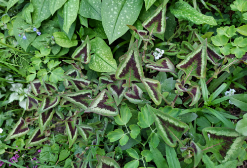 NGPGEN09326921cea54cb6.png