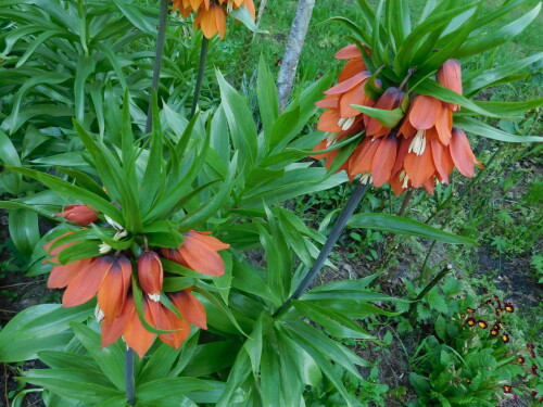DSCN403176762f67d1068520.jpg
