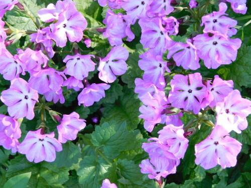 DSCN4279e497f843d2520800.jpg