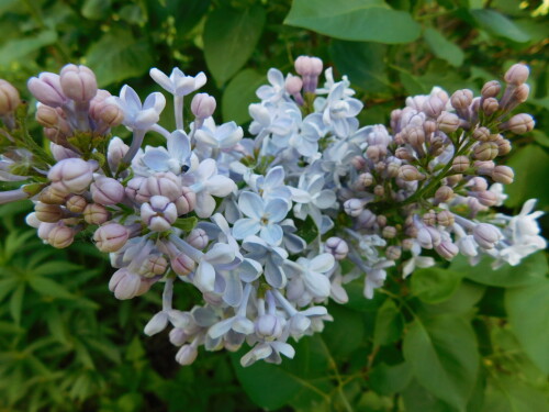 DSCN4332ad09735536518b0b.jpg